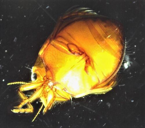 Réf. 248 624 : Hyphydrus ovatus
